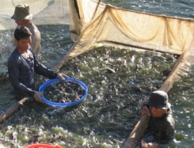 Dong Thap to grant identification numbers for 100% of pangasius ponds