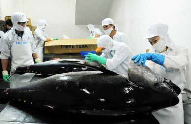 Up in Vietnam processed tuna exports to Germany in 2018
