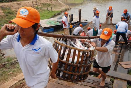 Anvifish to sell 10 million shares to develop pangasius farms