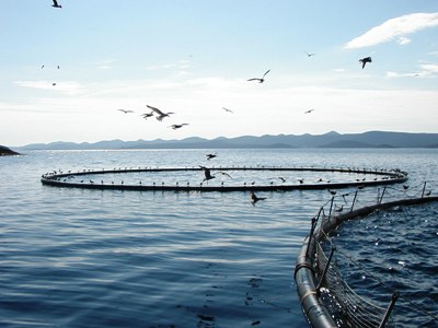 Chain of Custody Certification for ASC Seafood 