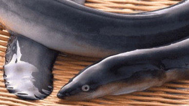 Japan, China, Taiwan to share eel landings data, develop traceability program to protect stocks