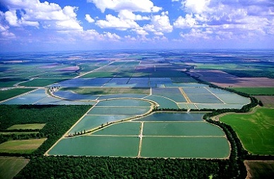 Catfish Processing Down 14 Percent from Last Year