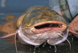 Catfish Processing Down 19 Percent from Last Year