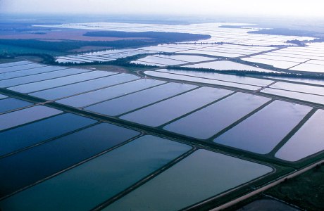U.S. Catfish Processing in May 2012 up 1 Percent from Last Year