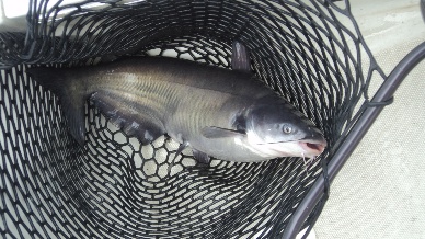 NFI: Congress better repeal catfish program