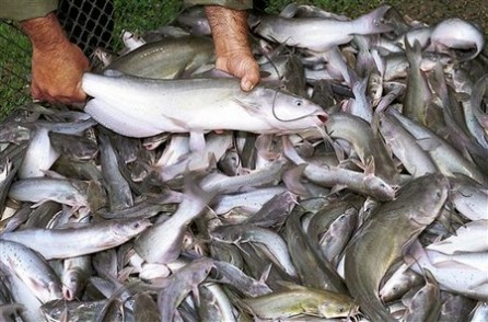 Louisiana ailing catfish growers want more help from feds