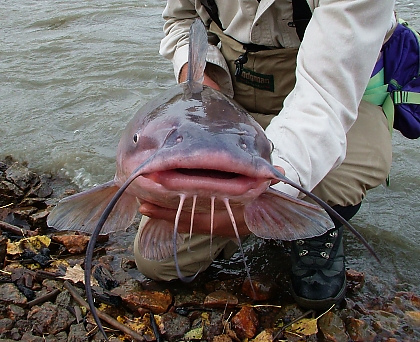 U.S. catfish farmers seek answers