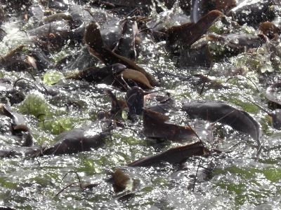 Radiation Findings in Japanese Fish Imports Rising