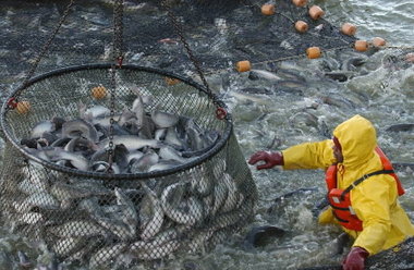 Catfish Value of Sales Up 5 Percent from 2010