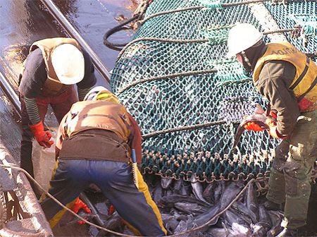 Q1 Chilean seafood exports up 7% aided by a spike in shellfish exports