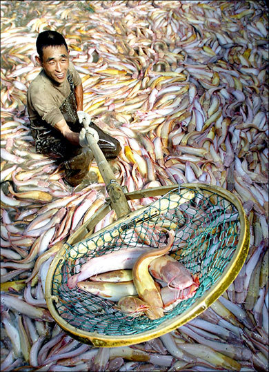 Economist: Imports squeezing out US Catfish industry