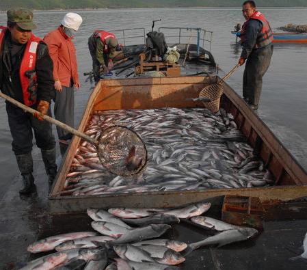 Seafood helps drive China’s inflation rebound