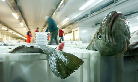 MSC-certified fish up 41% in UK