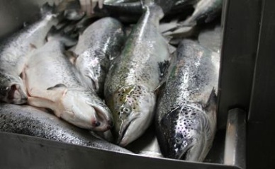 Norway’s cod export value drops in 2012