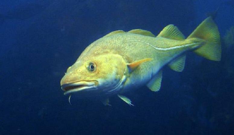 Farmed cod prices still dropping