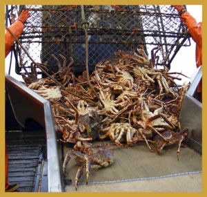 Alaska Snow crab cuts in 2013 to be lower than expected; Red King crab may surprise on the upside
