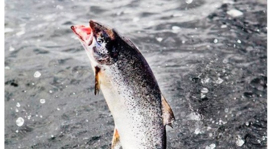 Ewos: Aquaculture supply must double by 2030