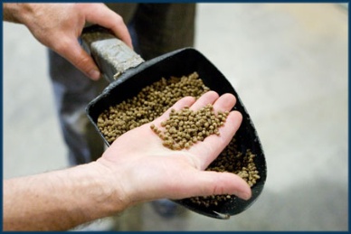 EU alerts: Salmonella in fishmeal