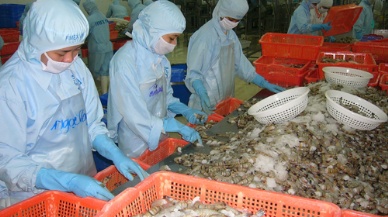 Fimex VN to pour VND30 billion in shrimp farming