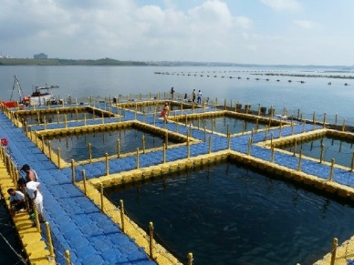 Asia needs sustainable seafood focus to float in the West