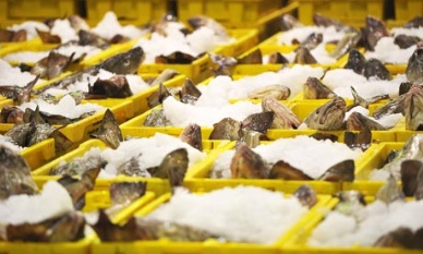 Funding to Aid UK Compliance with Fish Traceability Laws