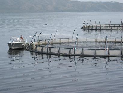 FAO: Aquaculture production to rise 33% over next decade