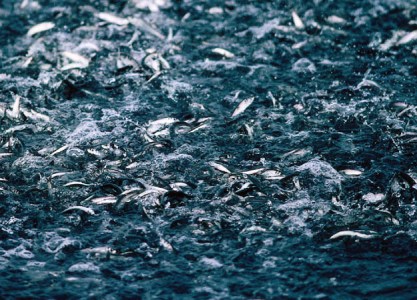 2011 Global Pelagics Sector: Supply Down, Prices Up 