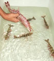 Hung Vuong Corp to build a new shrimp hatchery