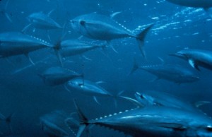ISSF Calls on Nations to Limit Tuna Catches & Capacity in Eastern Pacific