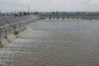 Kien Giang: Shrimp farming in VietGAP