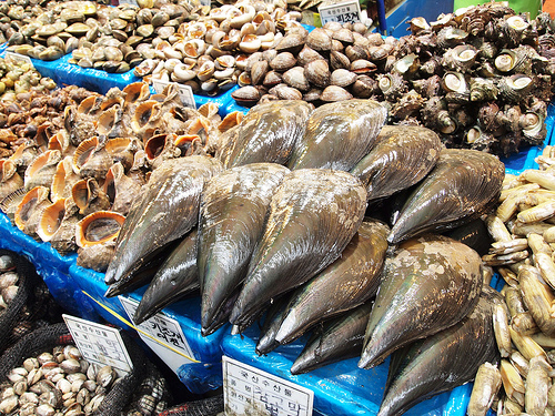 FDA says Korean oysters, clams, mussels and scallops should be removed from market 

