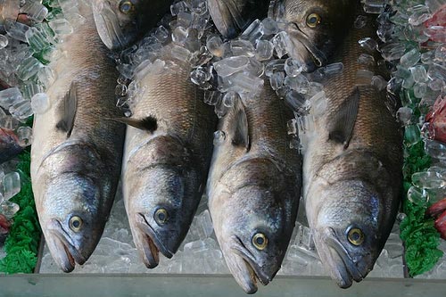 Signs of life: US organic aquaculture standards creep forward
