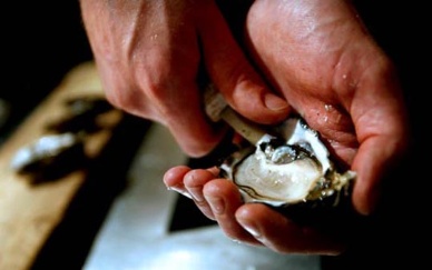 California oyster grower initiates a voluntarily recall of affected shucked and in-shell raw oyster products.