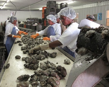 The U.S.: Post-Isaac Louisiana gets ready for oyster season 
