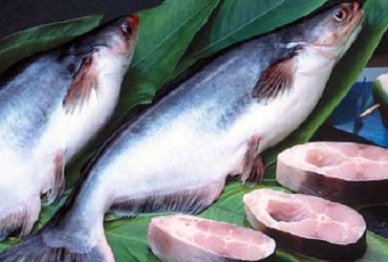 Vietnam pangasius export to rebound in Q.IV/2012