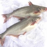 Pangasius exporter Agifish sets up wholly owned US subsidiary in California