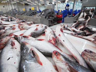 Q.III/2012: Pangasius export to the U.S. and China to rise