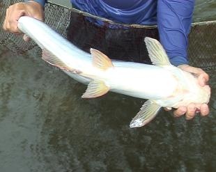 Philippine government mass-producing pangasius