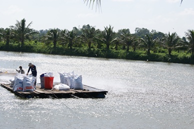 Dong Thap expects to harvest 24,788 MT of pangasius