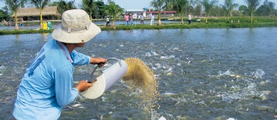 More ASC farmed-pangasius audits in Vietnam