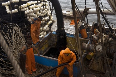 Peru: Fish exports record outstanding rise 