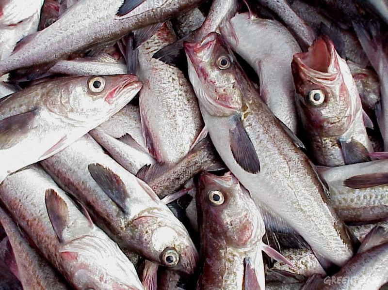 Russia’s pollock catch increases, demand flat