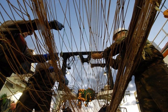 Russian pollock catches continue transparency drive