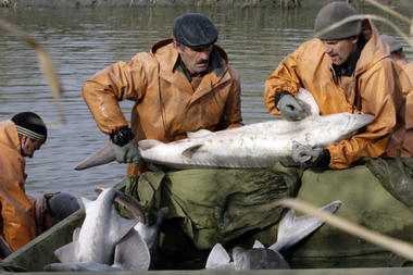 Russian fish imports continue to fall under anti-import blows of government policy