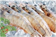 Seaprodex Factory No16: Stable export of shrimp to South Korea, Egypt