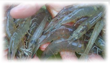 GAA reports continued expansion of BAP certification following successful 2012 IBSS