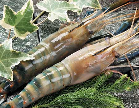 Minh Phu Seafood Corp gained US$334.4 million in 2011