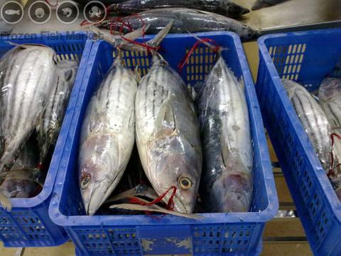 Skipjack tuna prices set high