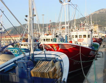 Spain: Fresh fish landings lower