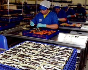 Canned fish exports on the rise